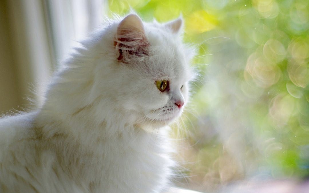 Light-Colored Cats and Squamous Cell Carcinoma Risk