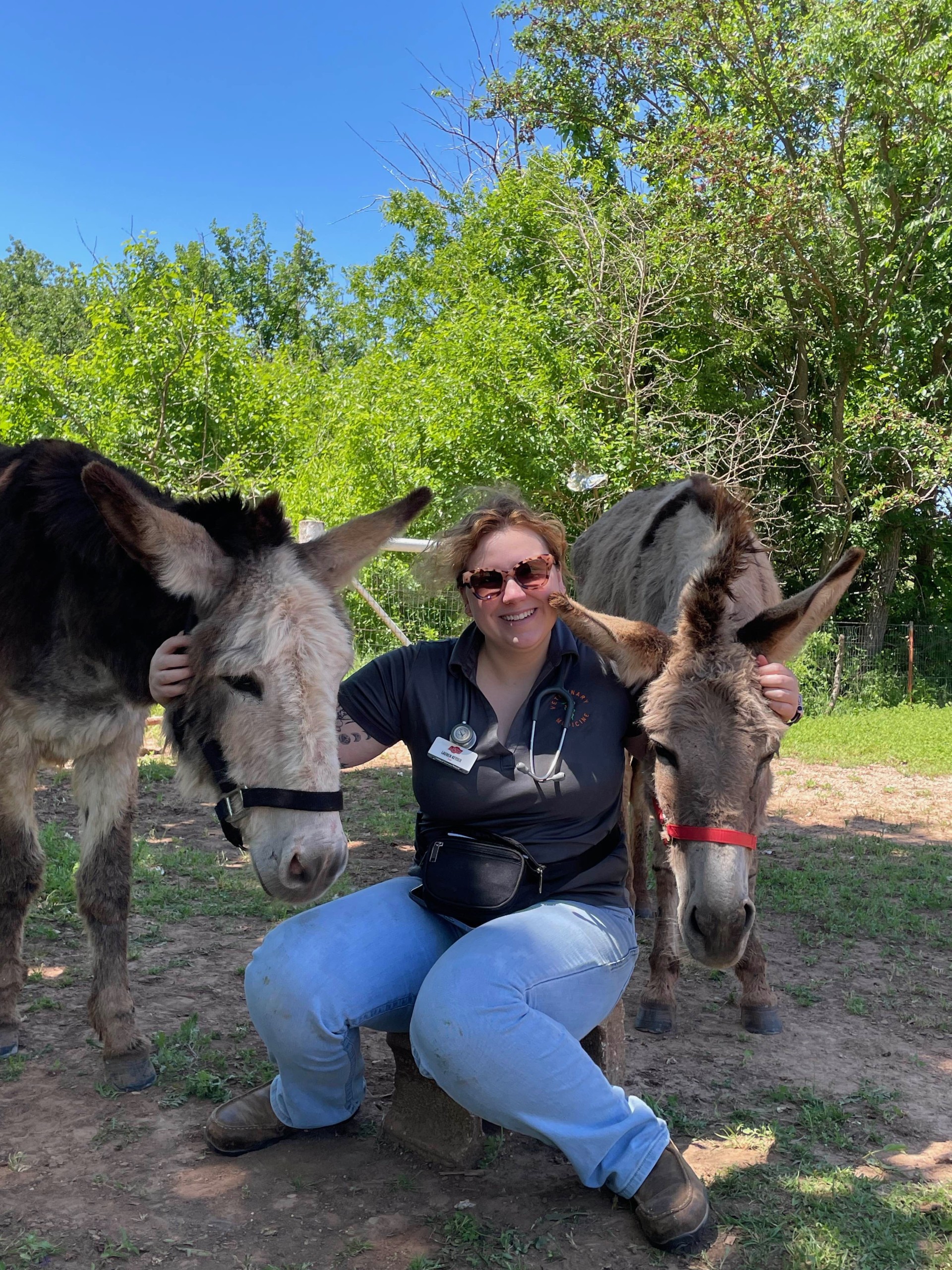 donkeys donkeys